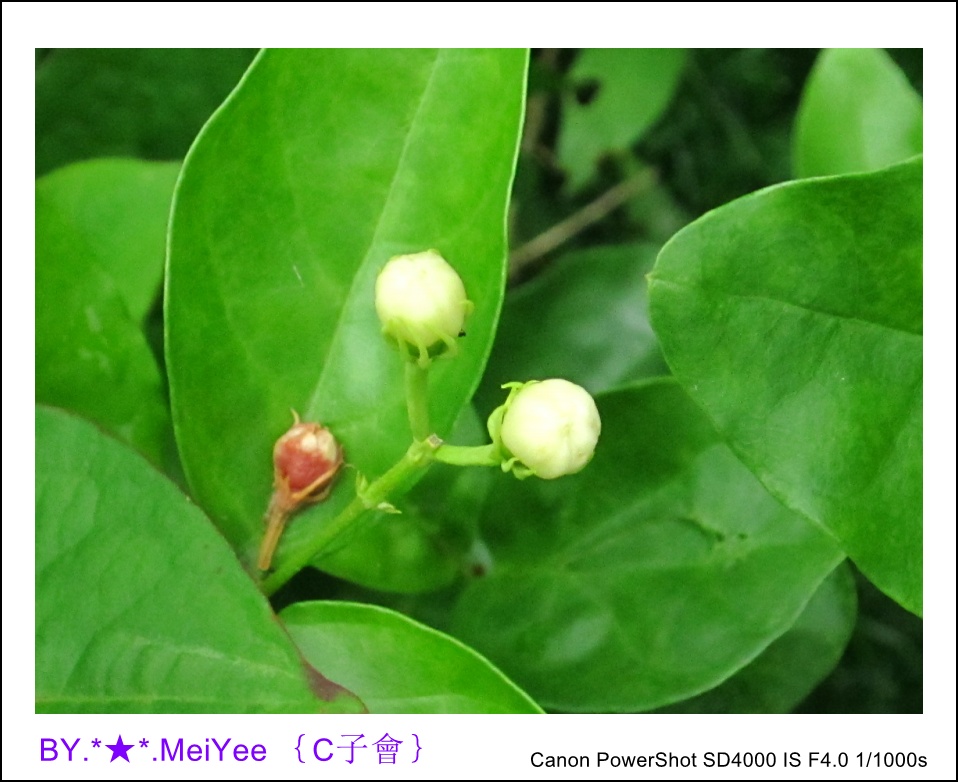 C紫會茉莉花 (17).JPG