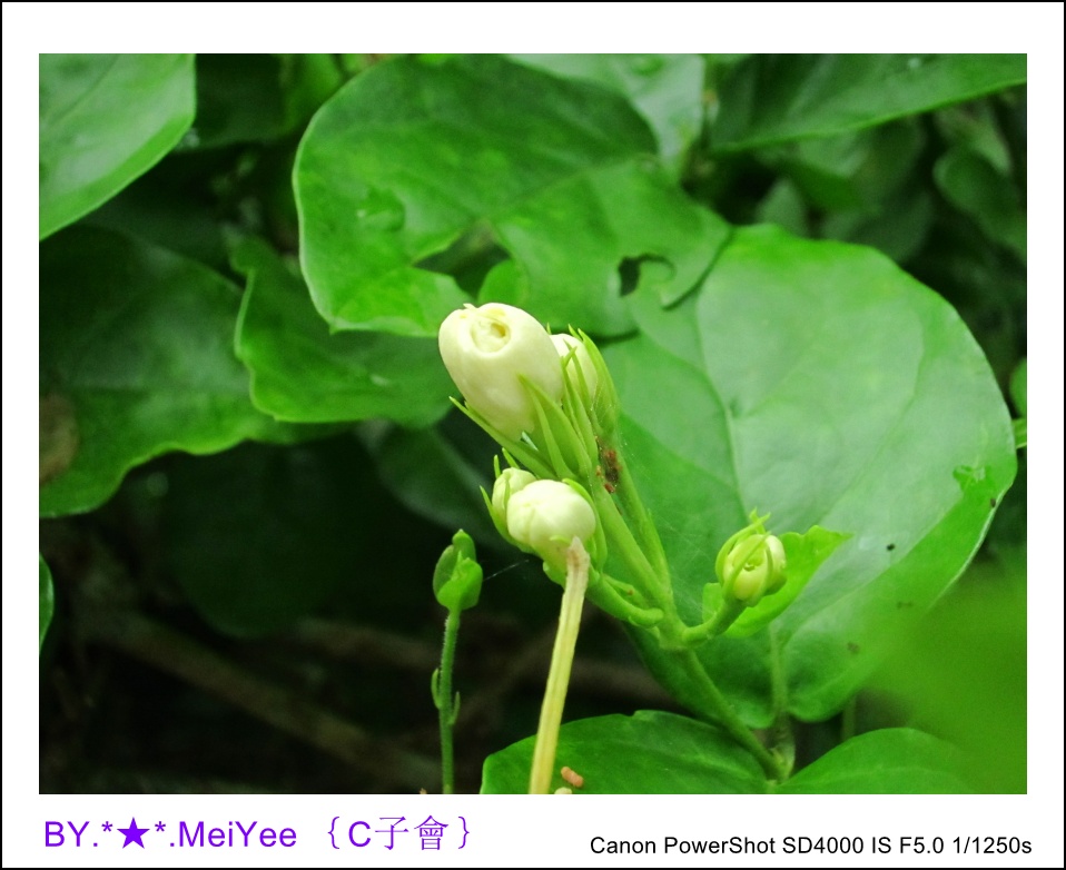 C紫會茉莉花 (15).JPG