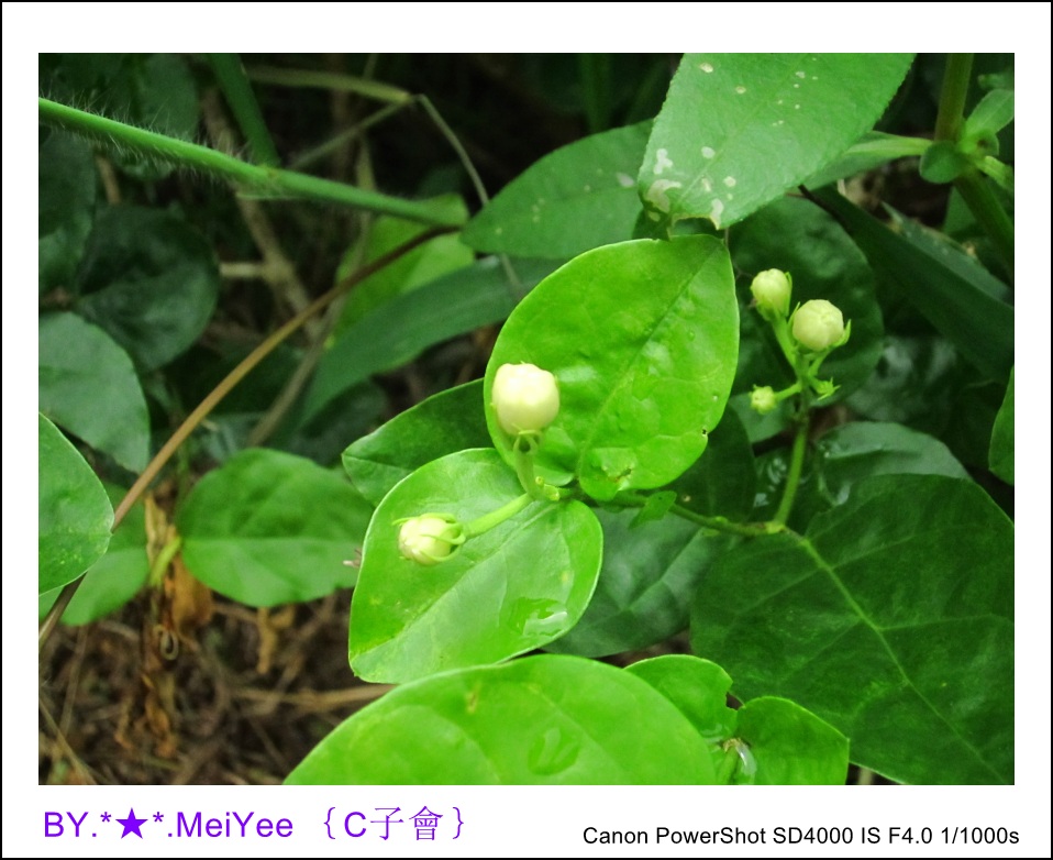 C紫會茉莉花 (13).JPG