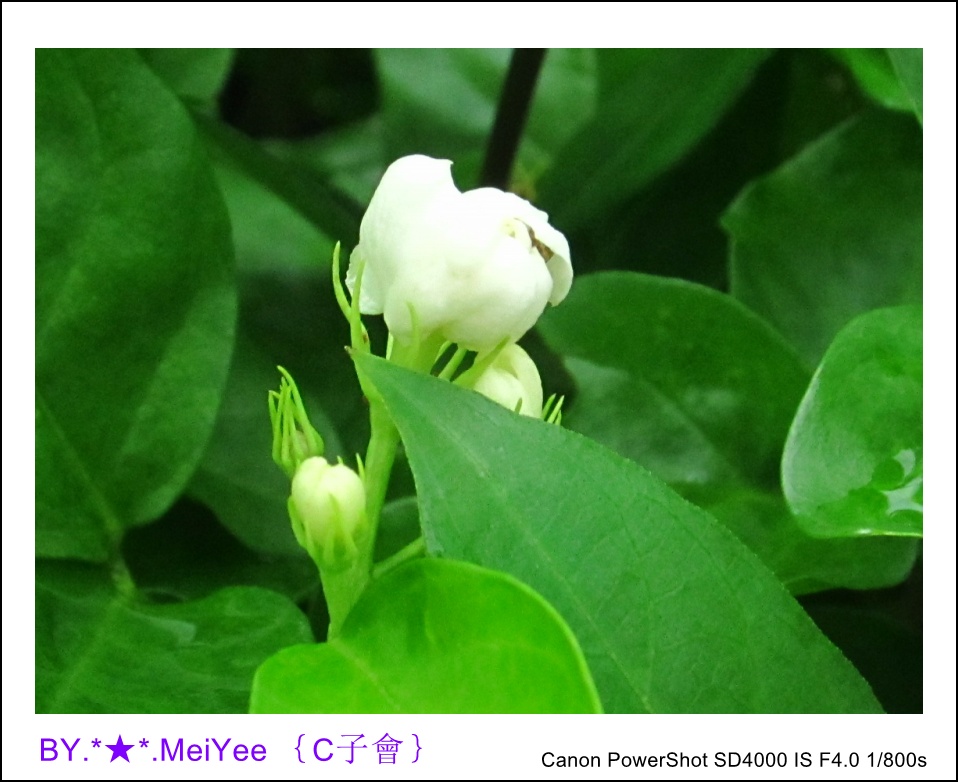 C紫會茉莉花 (12).JPG