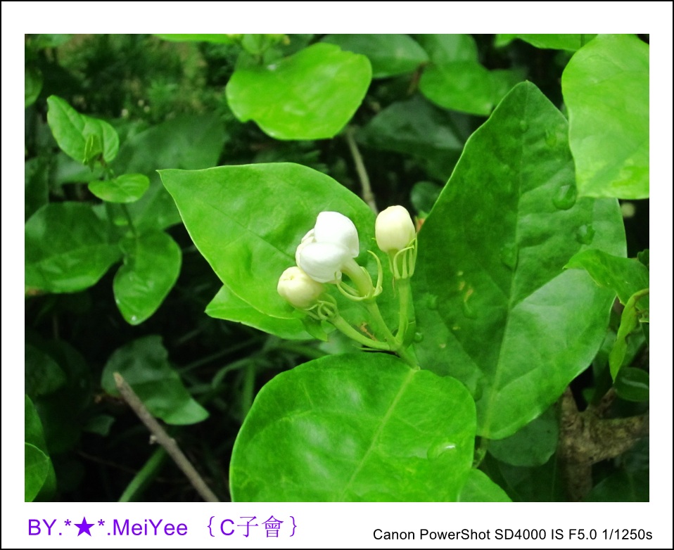 C紫會茉莉花 (11).JPG