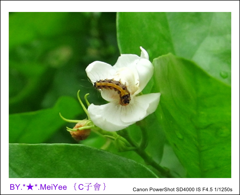 C紫會茉莉花 (9).JPG