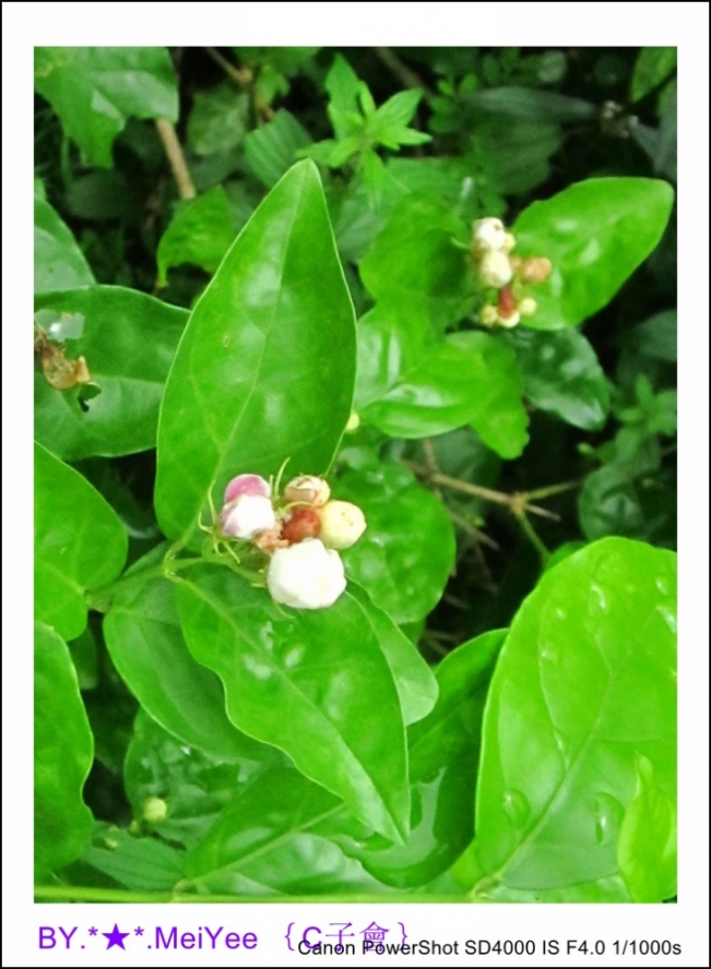 C紫會茉莉花 (10).JPG