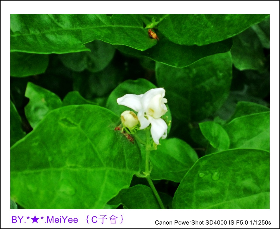 C紫會茉莉花 (6).JPG