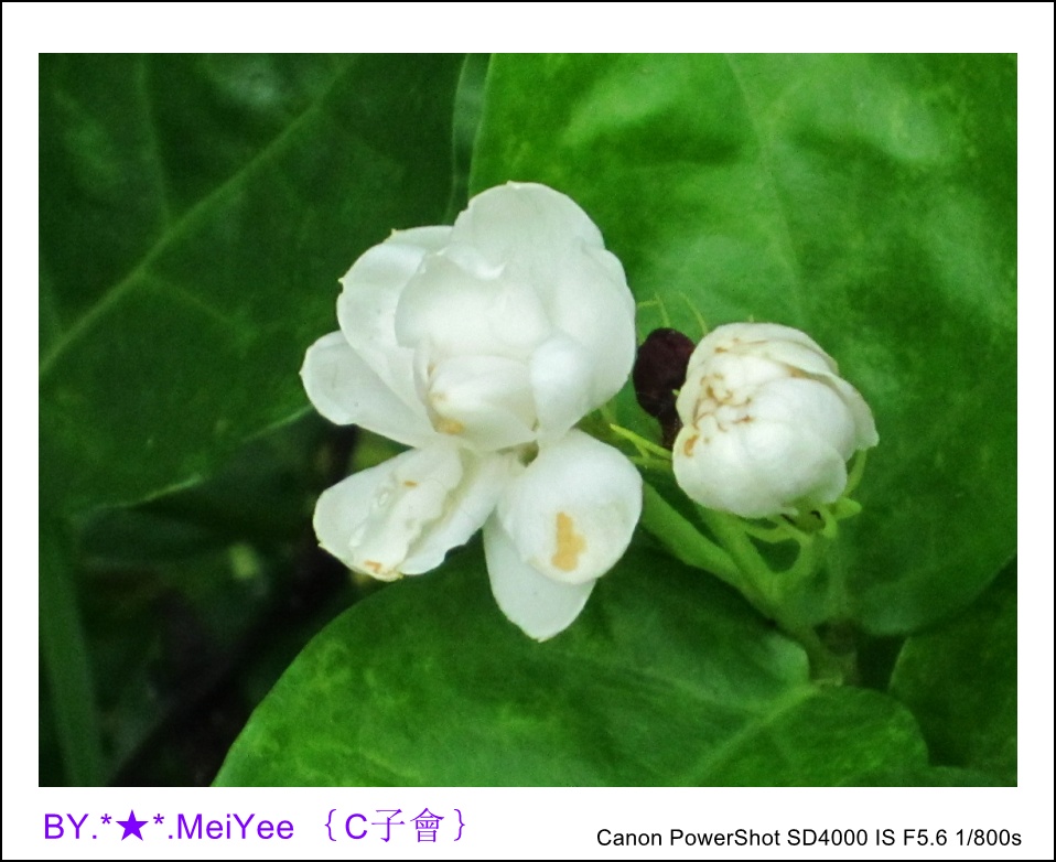C紫會茉莉花 (2).JPG