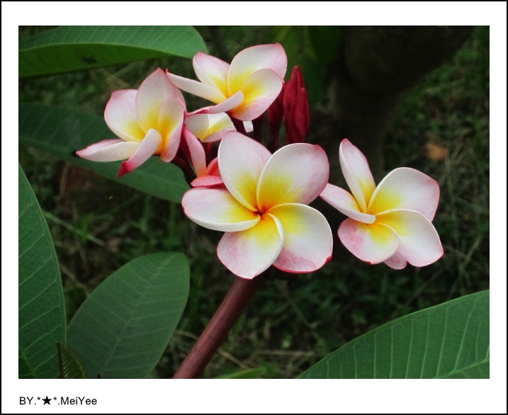 C子會雞蛋花 1.JPG
