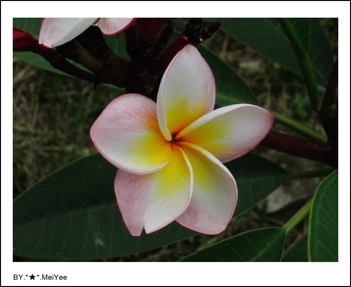 C子會雞蛋花 (12).JPG