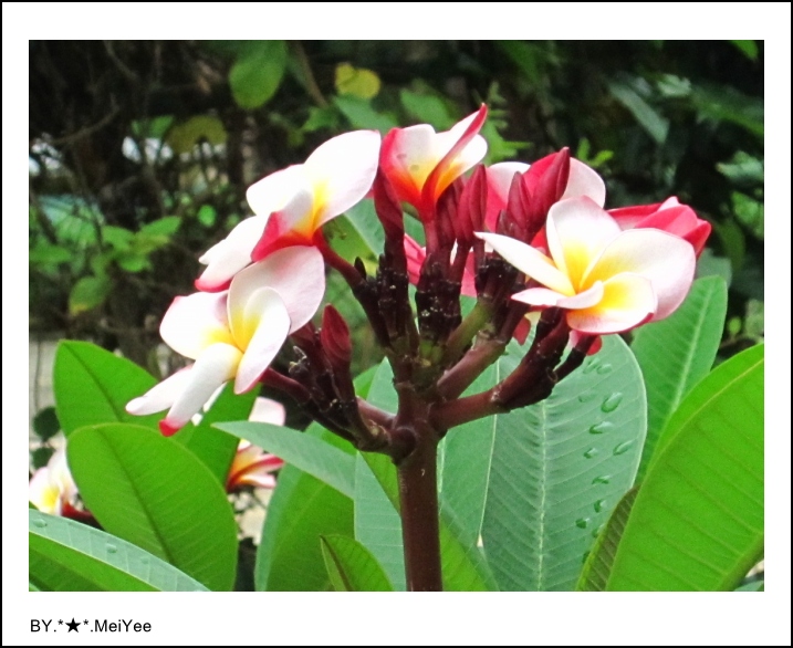 C子會雞蛋花 (10).JPG