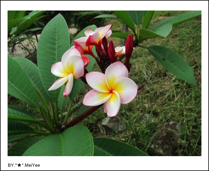 C子會雞蛋花 (9).JPG