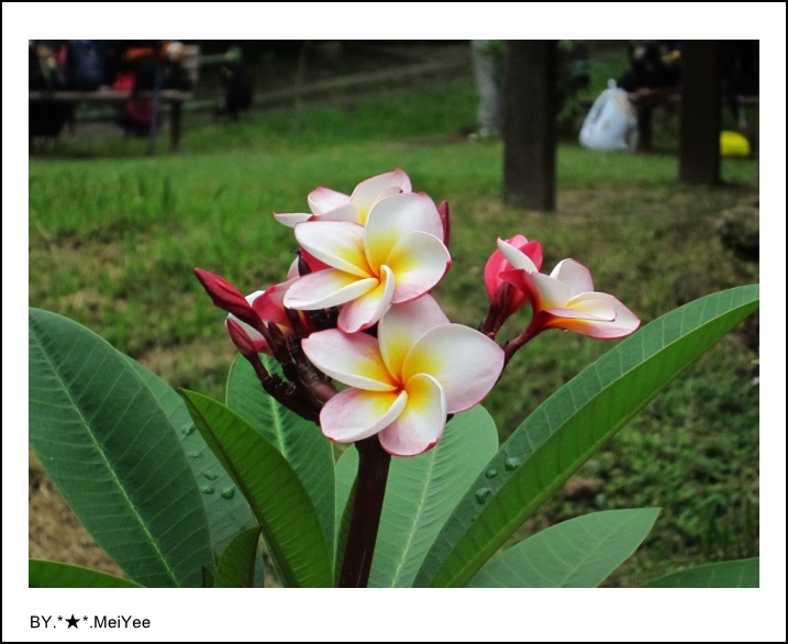 C子會雞蛋花 (7).JPG