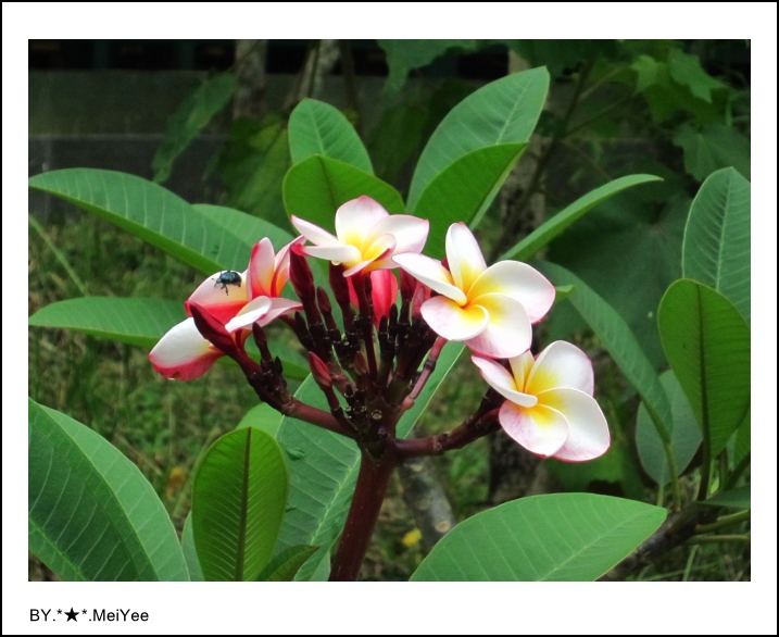 C子會雞蛋花 (6).JPG