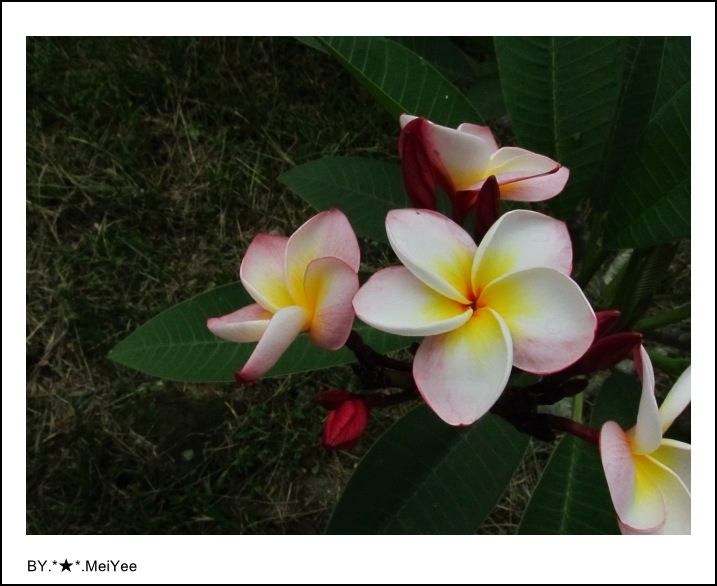C子會雞蛋花 (5).JPG