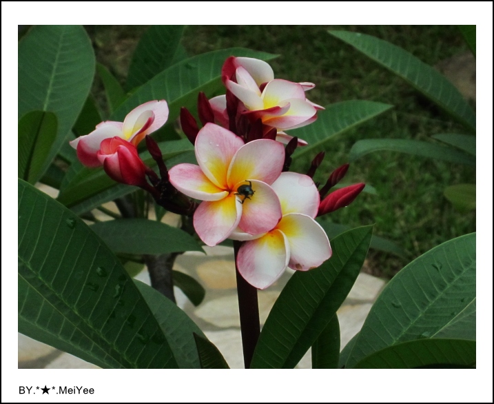 C子會雞蛋花 (4).JPG