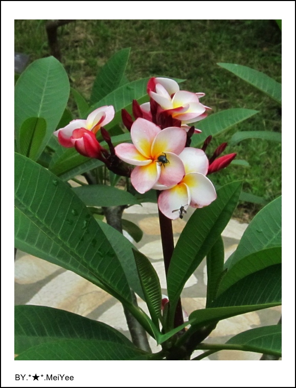 C子會雞蛋花 (3).JPG
