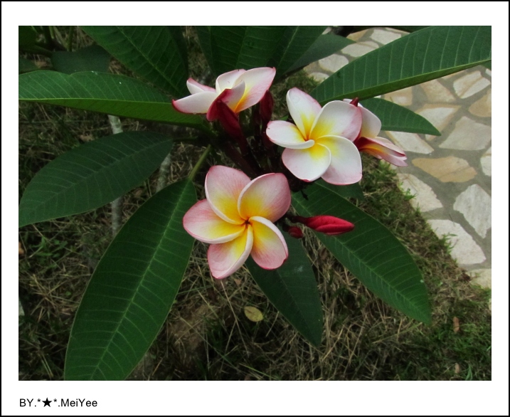 C子會雞蛋花 (2).JPG