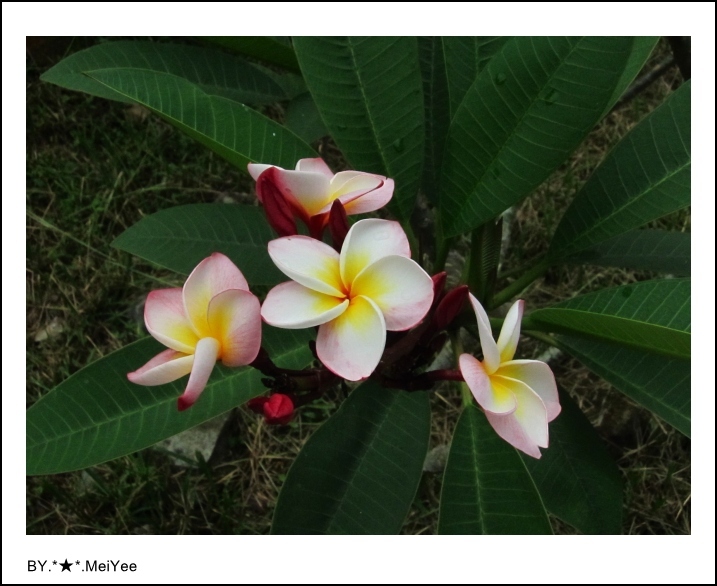 C子會雞蛋花 (1).JPG