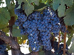 Cabernet Franc----.jpg