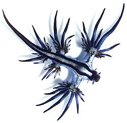 大西洋海神海蛞蝓2.jpg