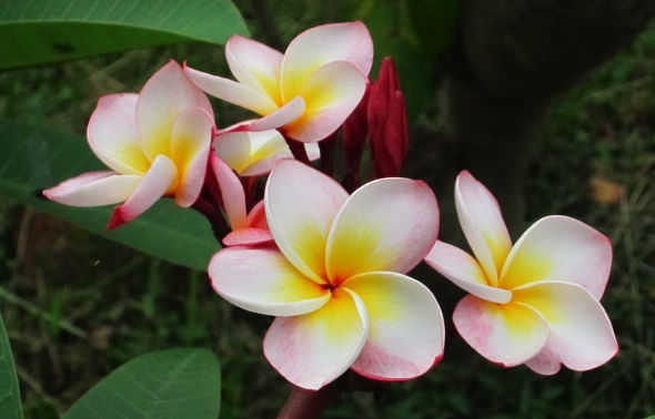 雞蛋花1r.jpg