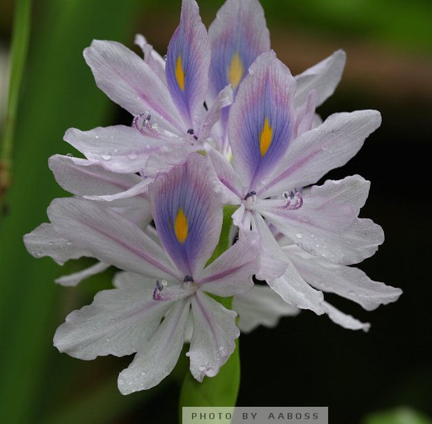 Flowers_3a.jpg