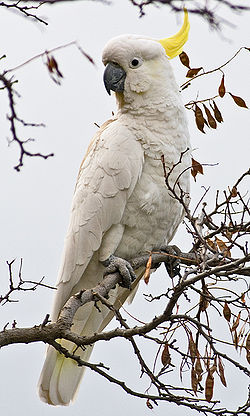 250px-Cacatua_galerita_Tas_2.jpg