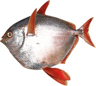Moonfish.jpg