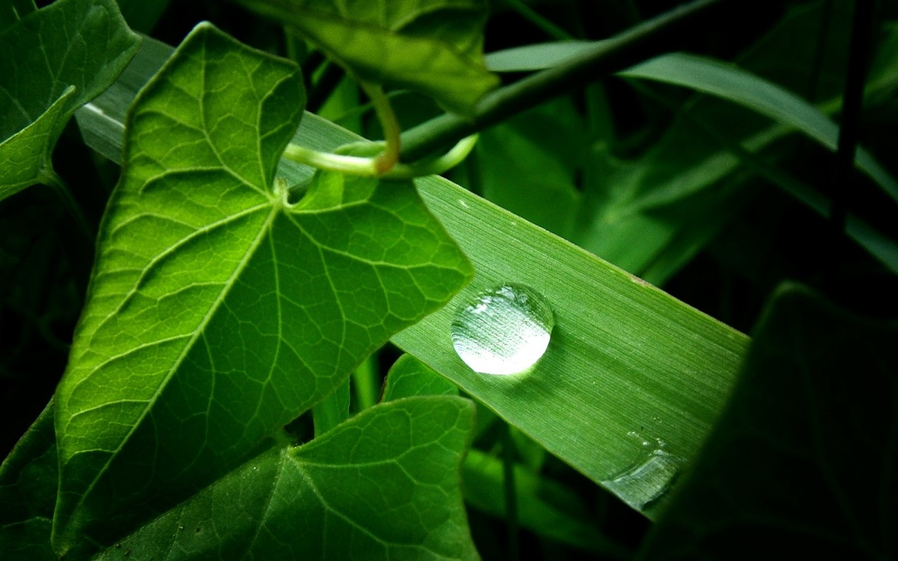 Nature_Plants_Green_plant_013987_.jpg