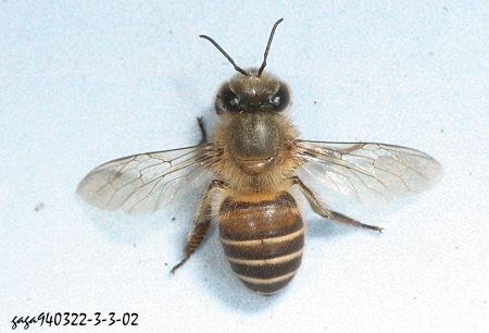 東方蜜蜂.jpg