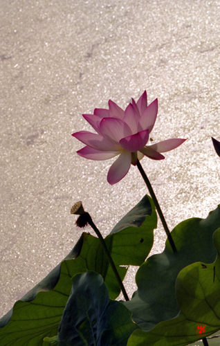 Lotus01.jpg