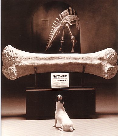 dog-bone.jpg
