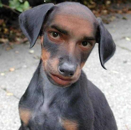 funny_dog_man_picture.jpg