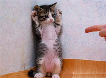 funny-handsup-cat.jpg