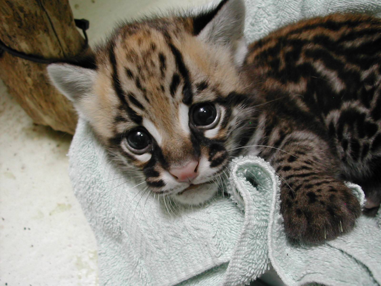 babytigercat.jpg