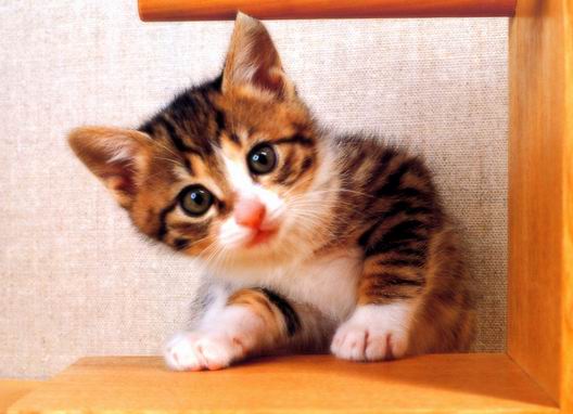 sillycat.jpg