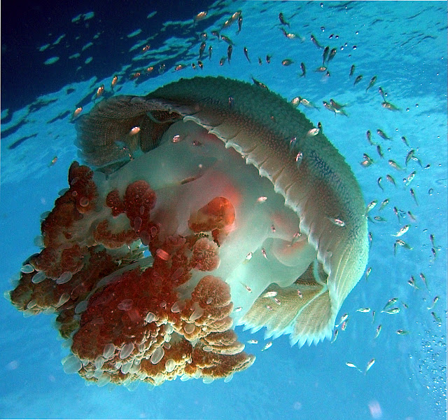 Jellyfish.jpg