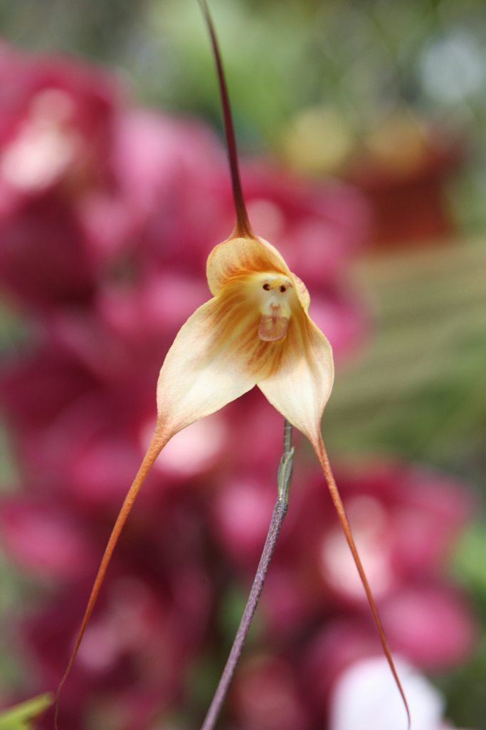 monkey orchid 1.jpg