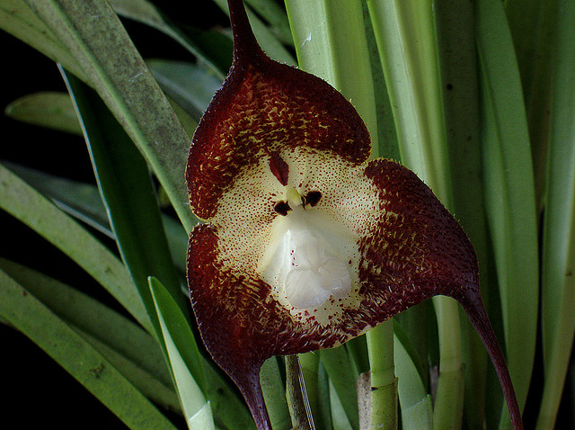 monkey orchid 3.jpg