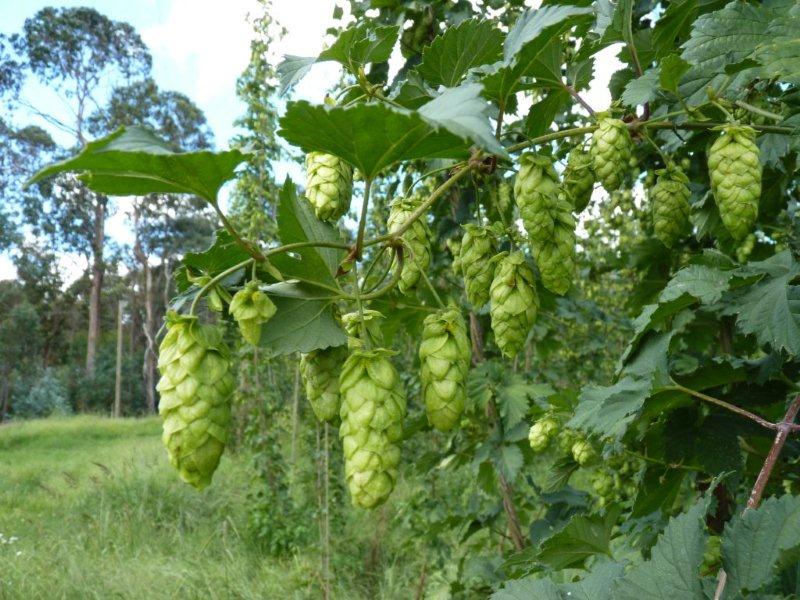 Ellerslie hops.jpg