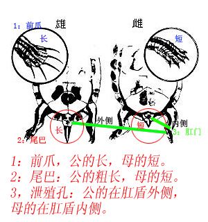 公母.jpg