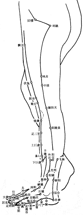 足三里.gif