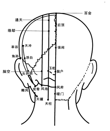 頭後部.png