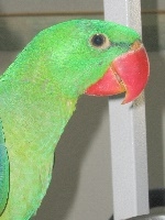 Great-billed Parrot small.jpg