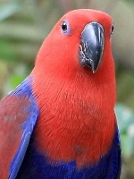 Eclectus Parrot small.jpg