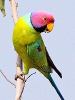 Plum-headed Parrot small.jpg