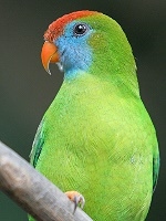 Philippine Hanging Parrot small.jpg