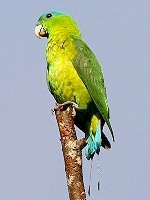 Blue-crowned Racquet-tailed Parrot small.jpg