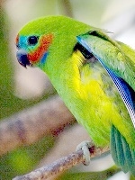Double-eyed Fig Parrot small.jpg