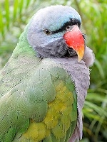 Moustached Parakeet small.jpg