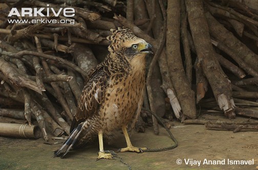 Captive-juvenile-crested-serpent-eagle.jpg