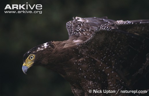 Crested-serpent-eagle-head-and-wing-detail.jpg